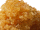 Golden Caviar, Golden Caviar Supreme :: Golden Whitefish Caviar :: Buy Whitefish Caviar Online